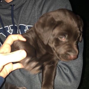 Meet your Posher, Hans